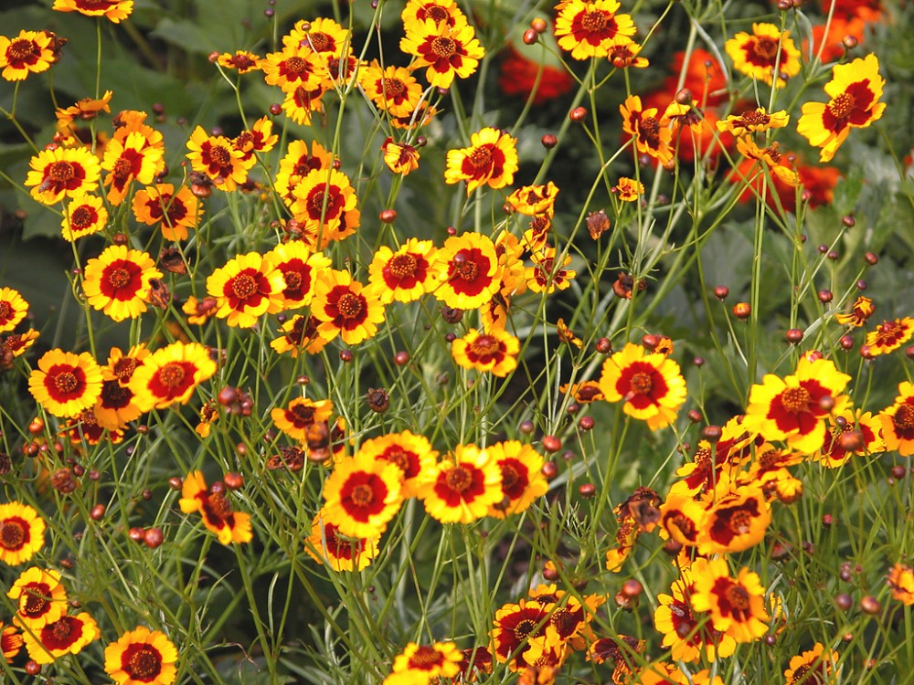 golden_tickseed2